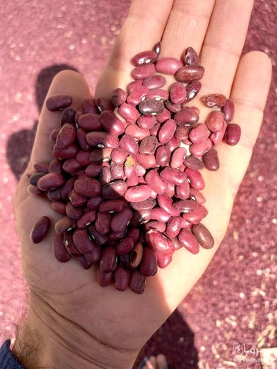 فروش لوبیا قرمز