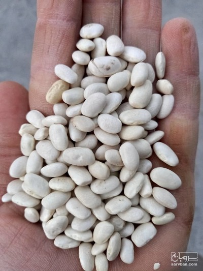 فروش لوبیا سفید