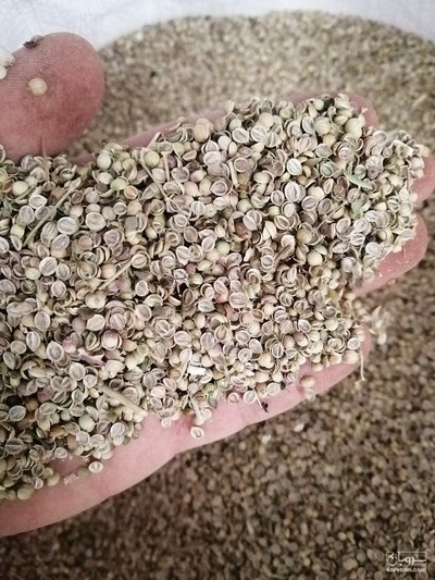 فروش تخم گشنیز شکسته