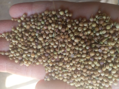 فروش تخم گشنیز