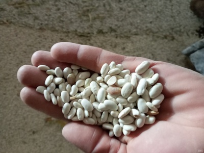 فروش لوبیا سفید