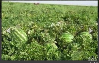 هندوانه گرد