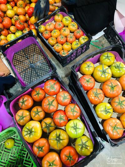 فروش گوجه فرنگی گلخانه ایی 4129