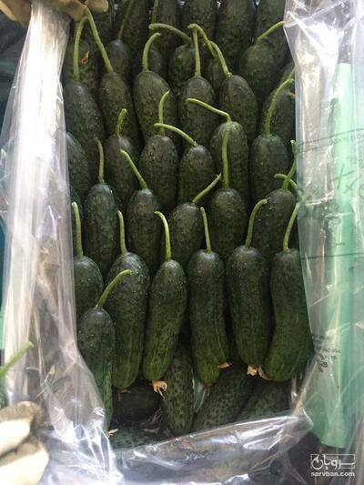 فروش خیار خاردار