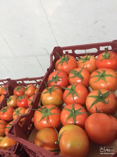 فروش گوجه فرنگی