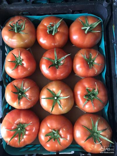 فروش گوجه فرنگی