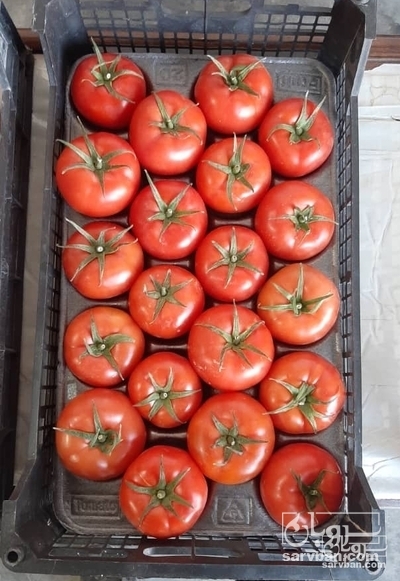 فروش گوجه فرنگی