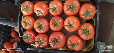 فروش گوجه فرنگی4129