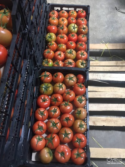 فروش گوجه فرنگی 4129
