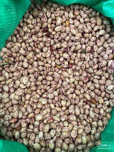 فروش لوبیا چیتی زنجان