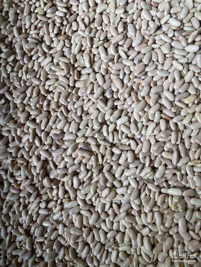 لوبیا سفید زنجان