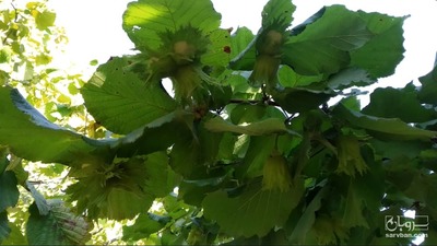 فروش فندق تر