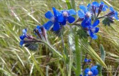 فروش گل گاو زبان - گاوزبان