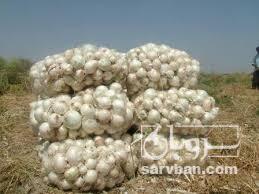 فروش پیاز سفید