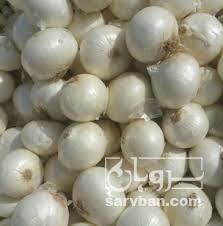 فروش پیاز سفید 3