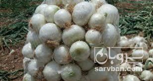 فروش پیاز سفید 4