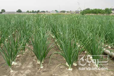 فروش پیاز سفید 5