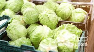 فروش کاهوی آیسبرگ