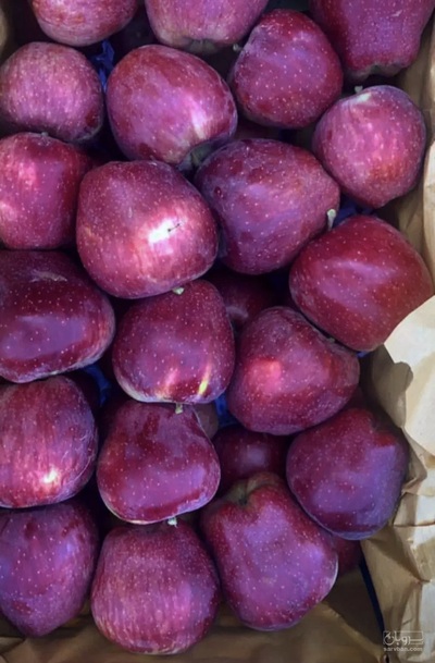 فروش سیب  قرمز