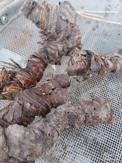 فروش  ریشه زنبق