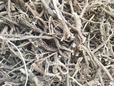 فروش ریشه کاسنی