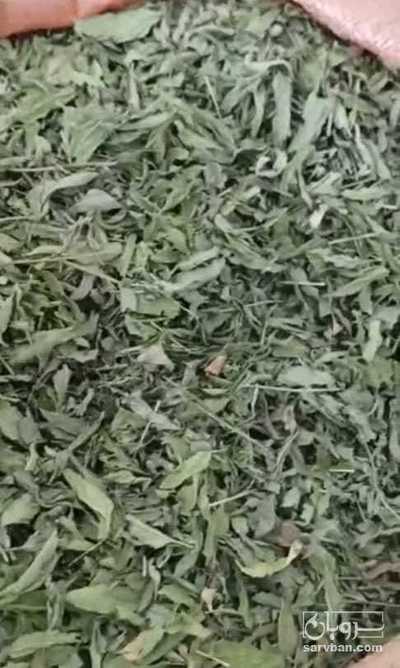 فروش نعناع خشک