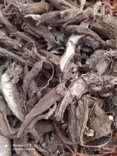 فروش  ریشه چله داغی