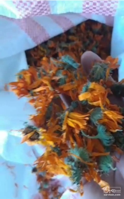 فروش گل همیشه‌ بهار