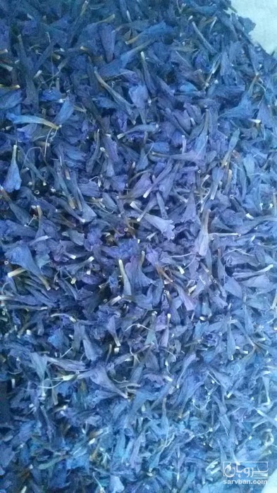 فروش گل گاو زبان