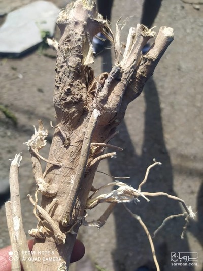 فروش  ریشه ختمی