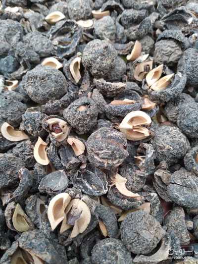 فروش امله با هسته