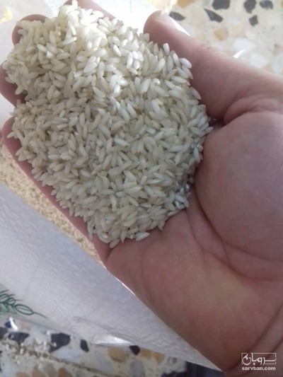 فروش برنج عنبربو