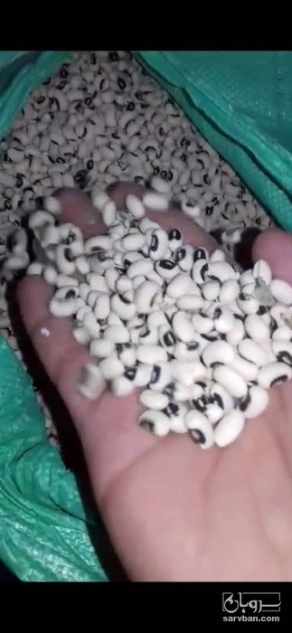 فروش لوبیا چشم بلبلی