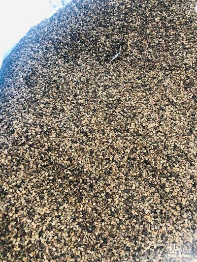 فروش کنجدسیاه