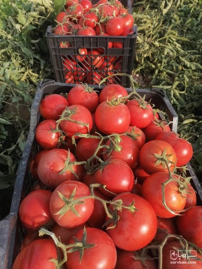 فروش گوجه فرنگی