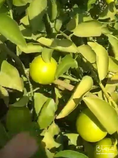 فروش لیمو شیرین