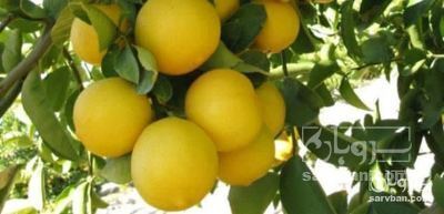 فروش لیمو شیرین