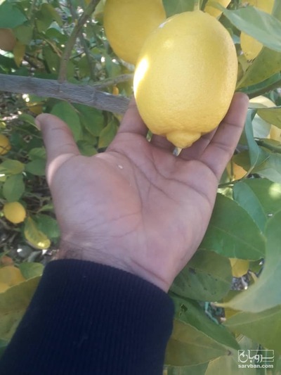 فروش لیموترش سنگی لختی 2