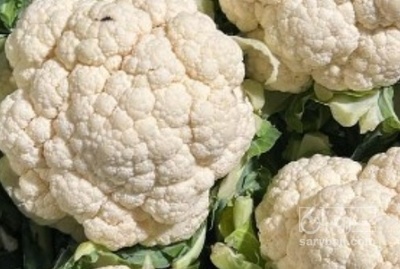 فروش گل کلم