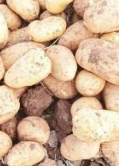 فروش سیب زمینی جلی