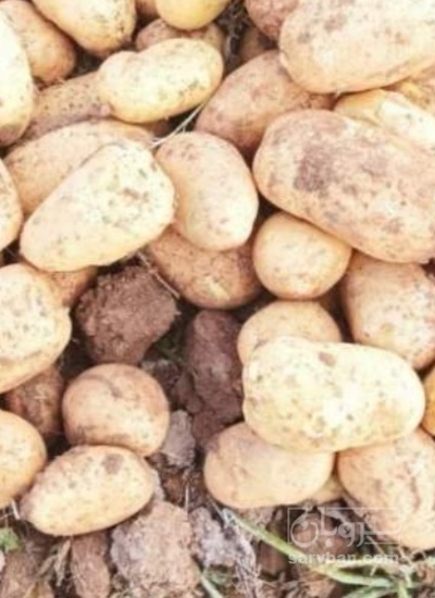 فروش سیب زمینی بامبا