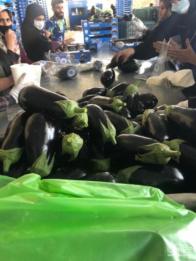 فروش بادمجان 4