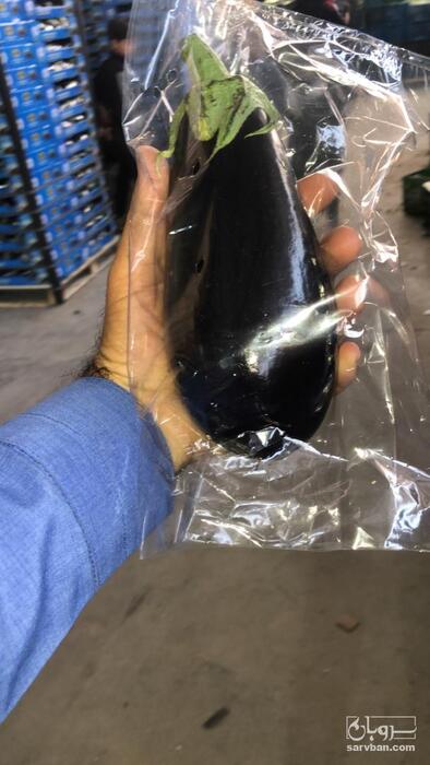 فروش بادمجان