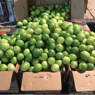 فروش لیموترش