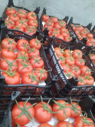 فروش گوجه فرنگی4129