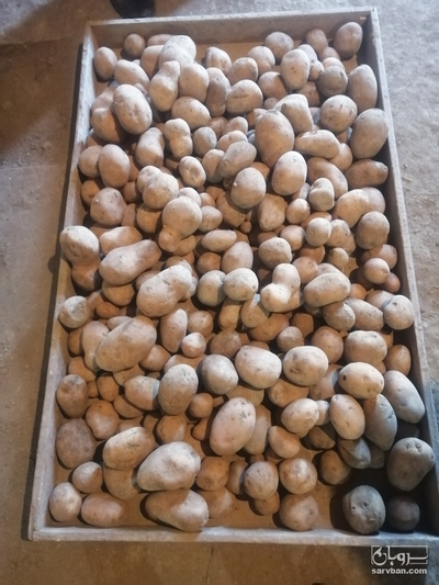 فروش سیب زمینی بامبا
