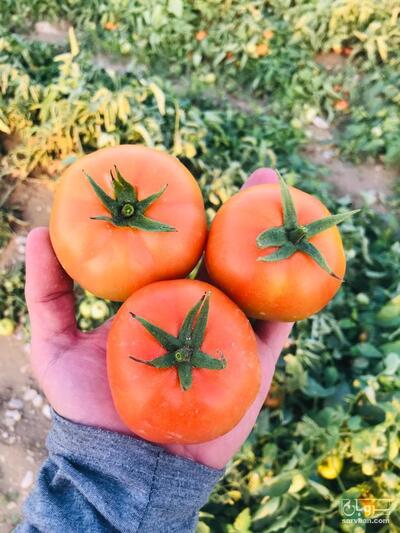 فروش گوجه فرنگی دافنیس