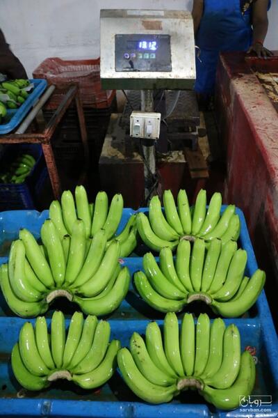 فروش موز هندی