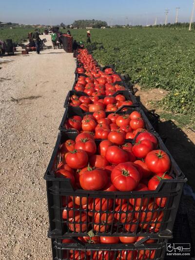 فروش گوجه فرنگی