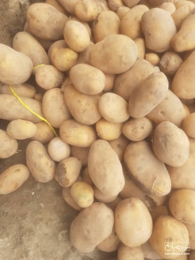فروش سیب زمینی جلی